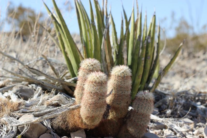 Echinocereus