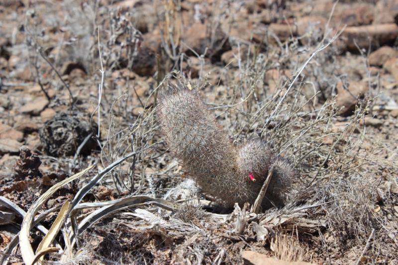 Mammillaria pottsii