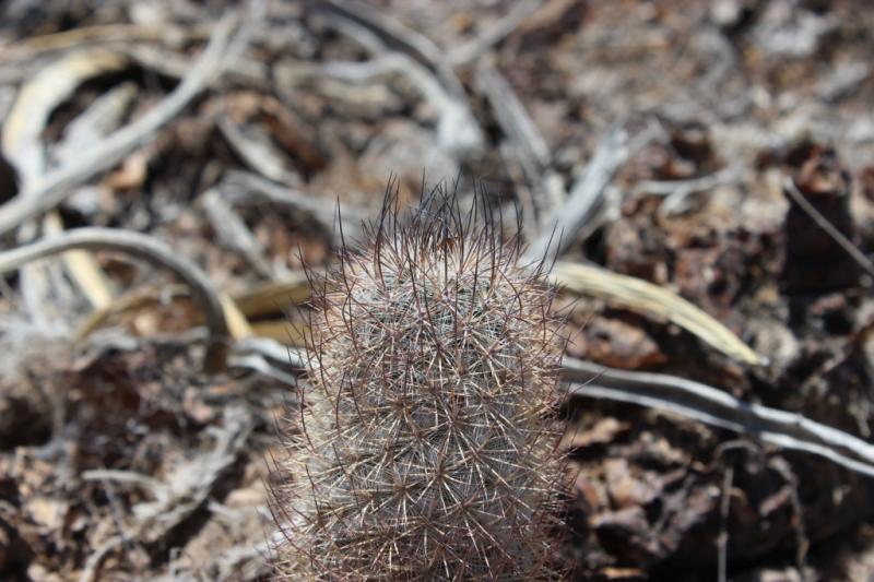 Mammillaria pottsii