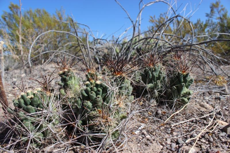 Coryphantha macromeris