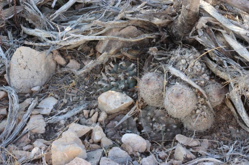 Lophophora williamsii