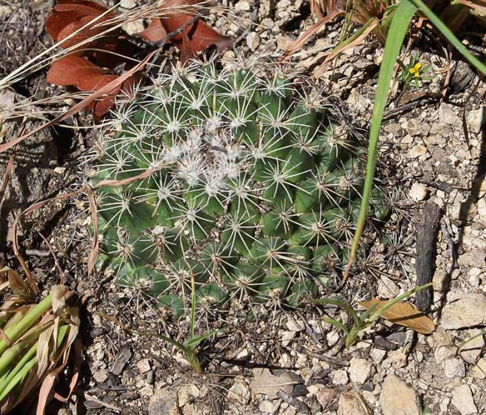 Coryphantha 052.JPG