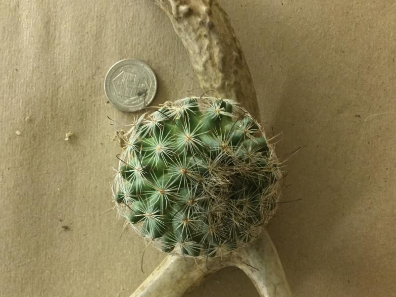Approximate size of the cactus.