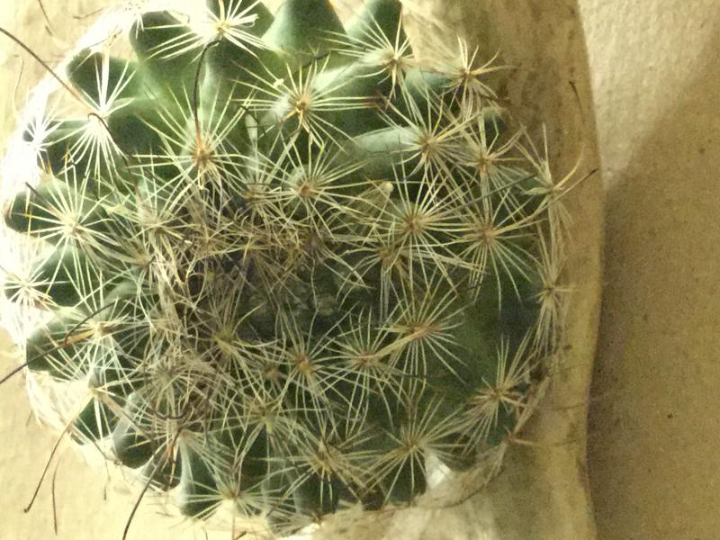 Where the mealy bugs had a hay day, and made the cactus lose some spines.