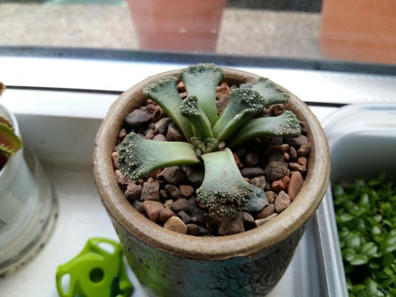 Titanopsis calcarea 3, this one is being kept indoors so I can see it more.