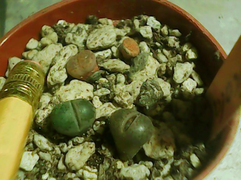 The Lithops that made it, 4 salicolas, transplanted into a 2 inch pot.