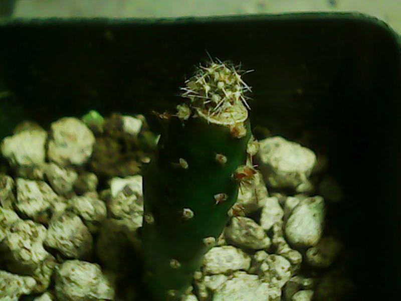 Grafted Oreocereus trollii