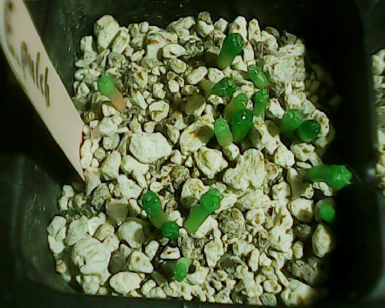 Echinocereus pulchellus v amoenus