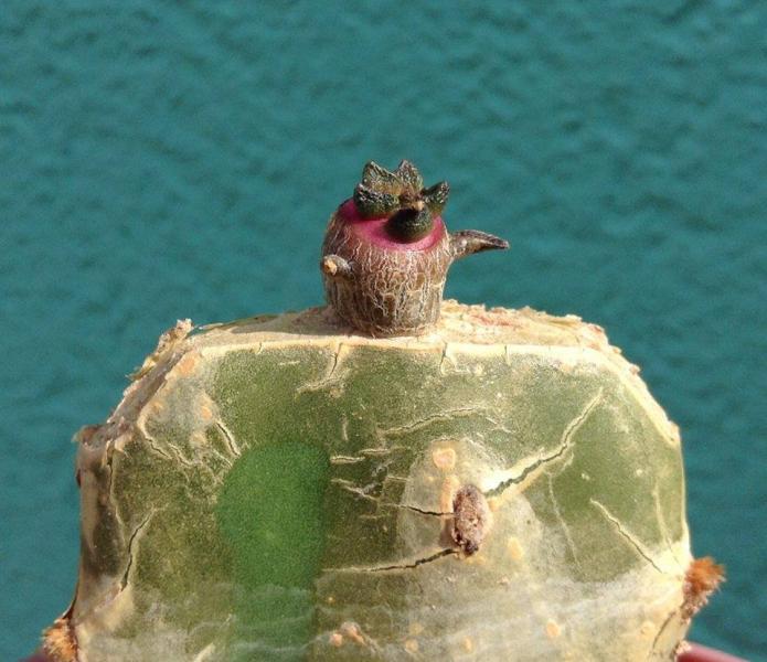In case with the ariocarpus. Dont start to produce new tubercles, start to grow the neck. Something that make the plant very natural growth. Similar as the opuntia compressa