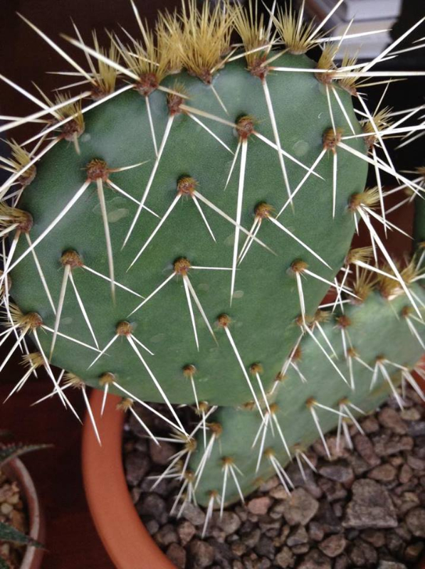 opuntia.jpg