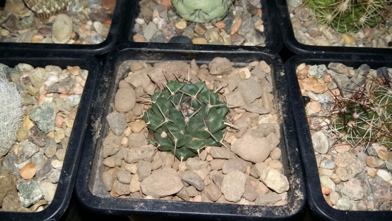 Mammillaria boelderliana