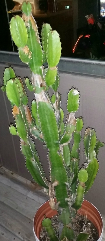 Day I got cactus Nov 2015