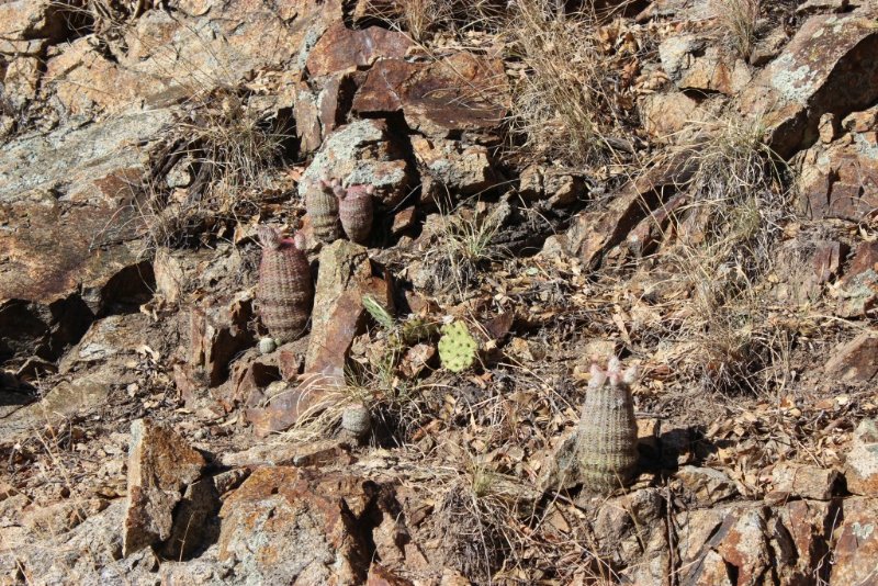 Echinocereus rigidissimus