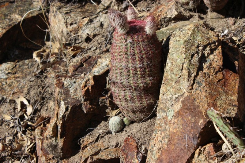 Echinocereus rigidissimus