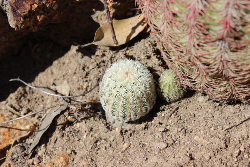 Echinocereus rigidissimus