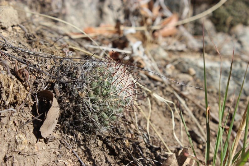 Mammillaria grahamii