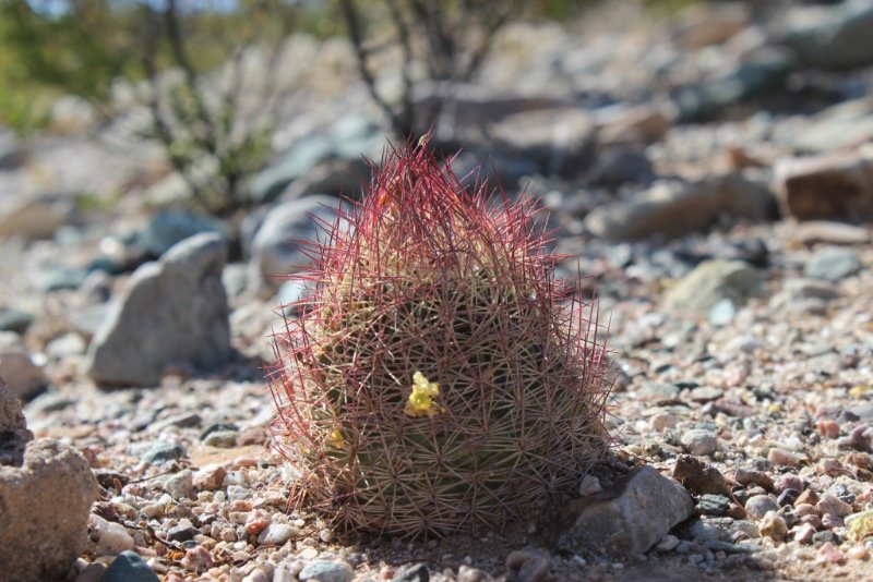 Echinomastus erectocentrus