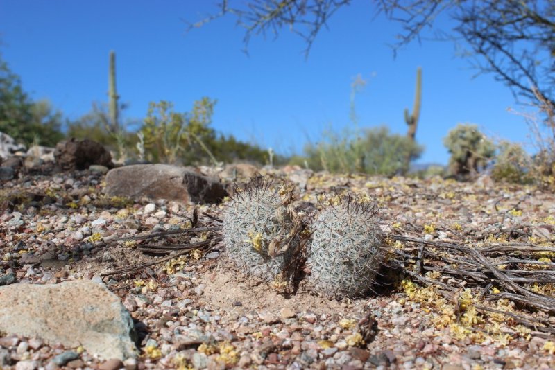 Mammillaria grahamii