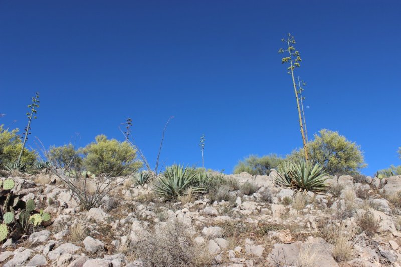 Agave chrysantha