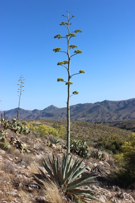 Agave chrysantha