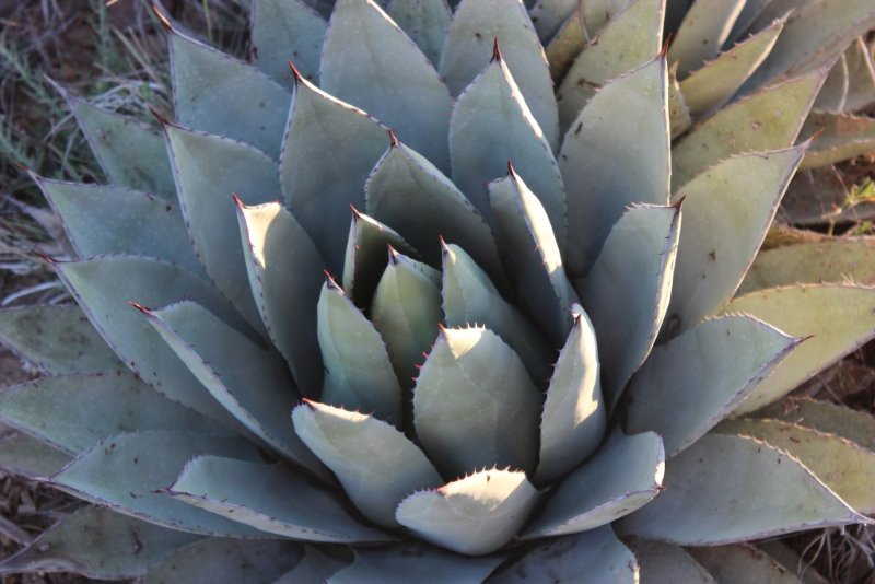 Agave parryi