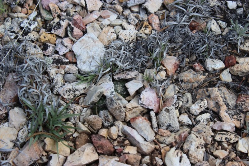 Pediocactus paradinei