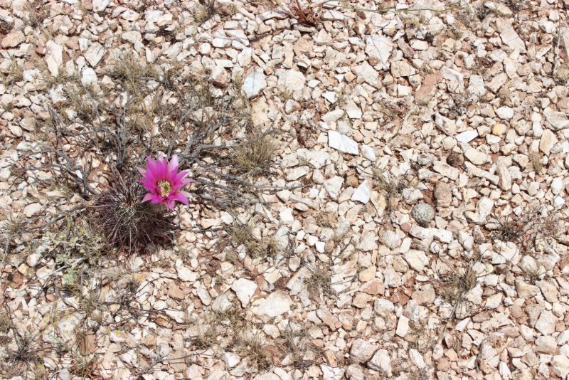 E.engelmannii and P.bradyi