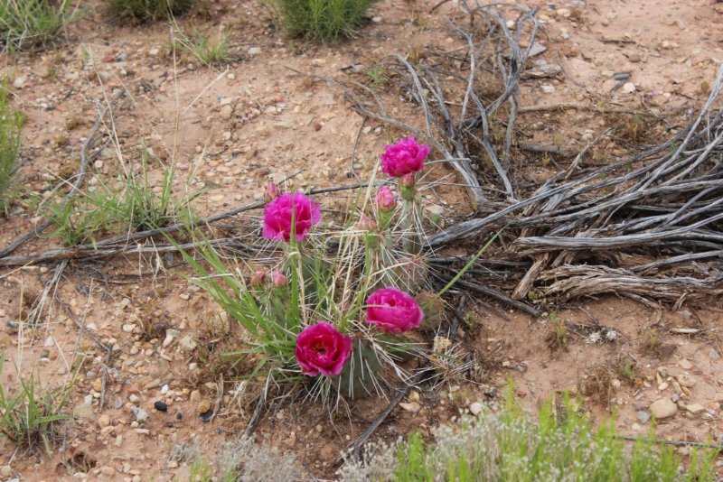 Opuntia sp.