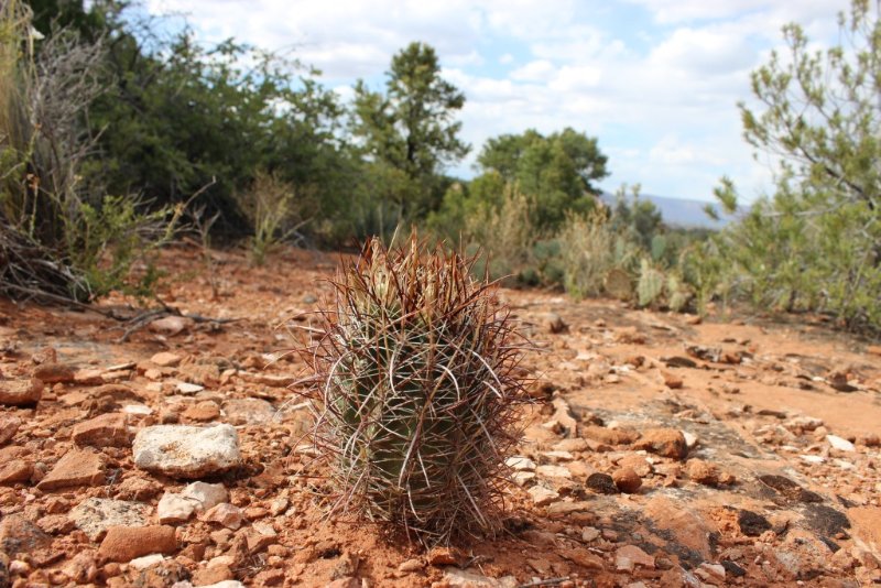 Sclerocactus parviflorus