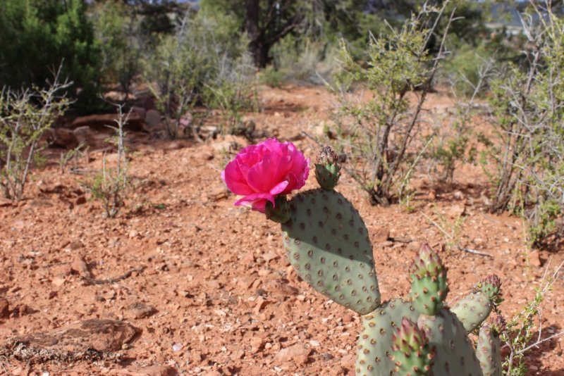 Opuntia sp.