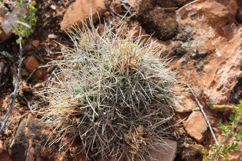 Sclerocactus parviflorus