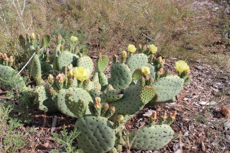 Opuntia sp.