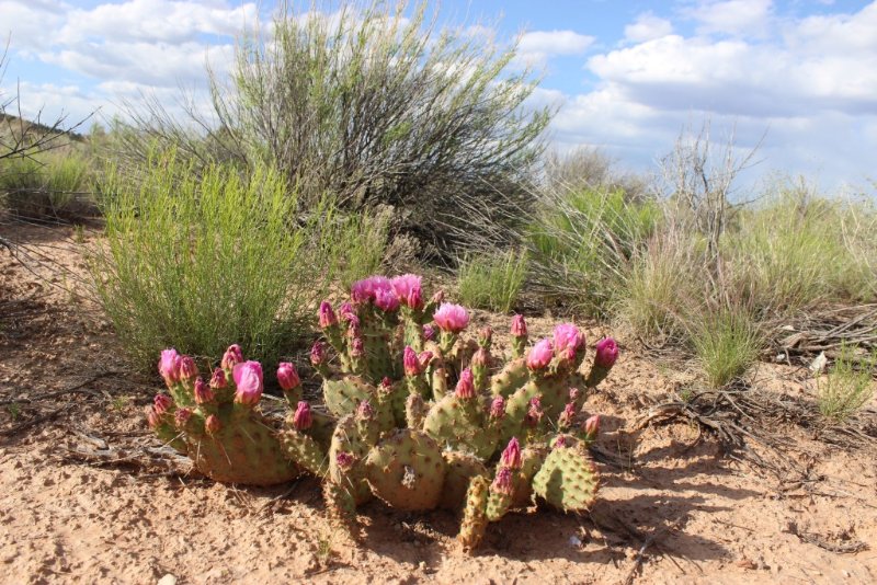 Opuntia sp.