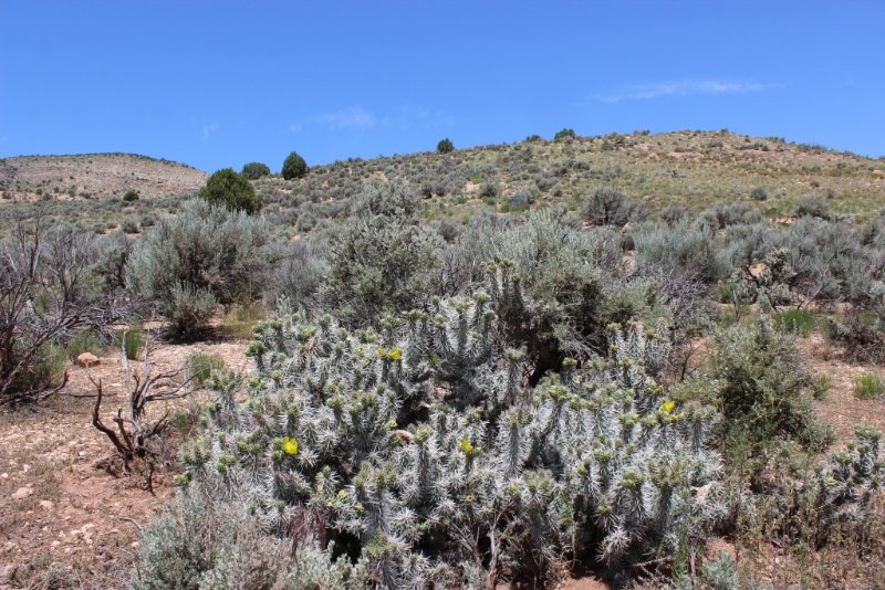 Cylindropuntia whipplei