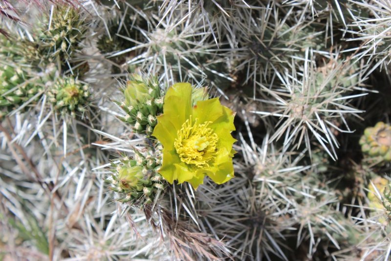 Cylindropuntia whipplei