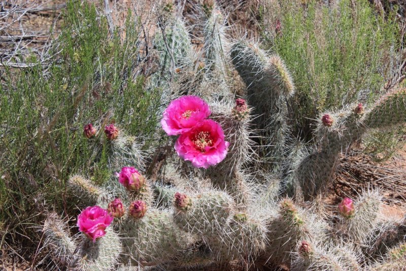 Opuntia sp.