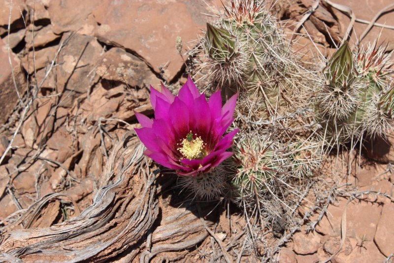 Echinocereus engelmannii variegatus