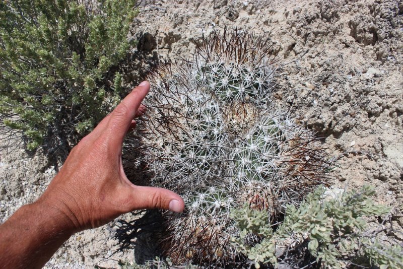 Pediocactus sileri