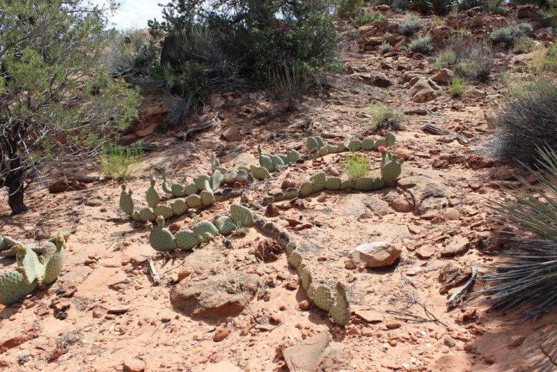 Opuntia sp.