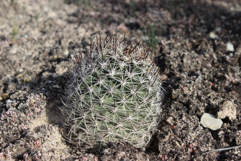 Pediocactus sileri