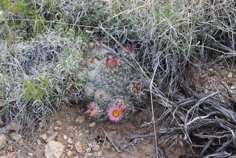 Escobaria vivipara