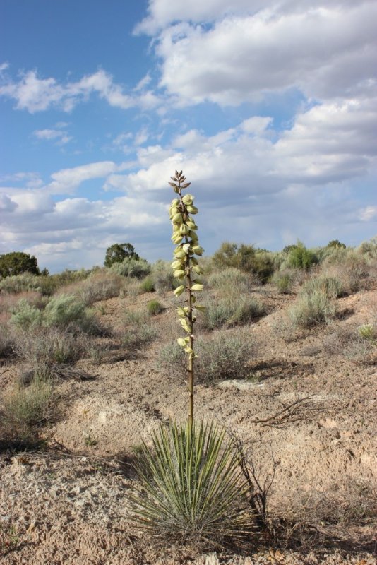 Yucca kanabensis