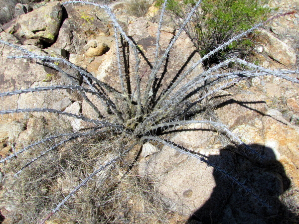 Fouquieria spendens1.JPG