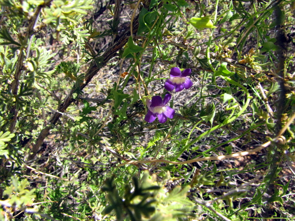 Larkspur vine1.JPG