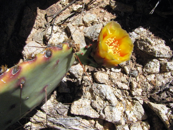 Flowering O_camanchica1.JPG