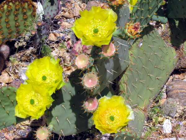 Opuntia9.JPG