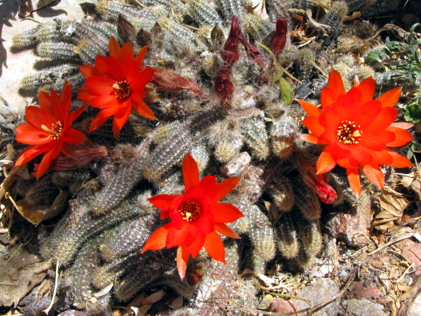 E_chamaecereus1.JPG