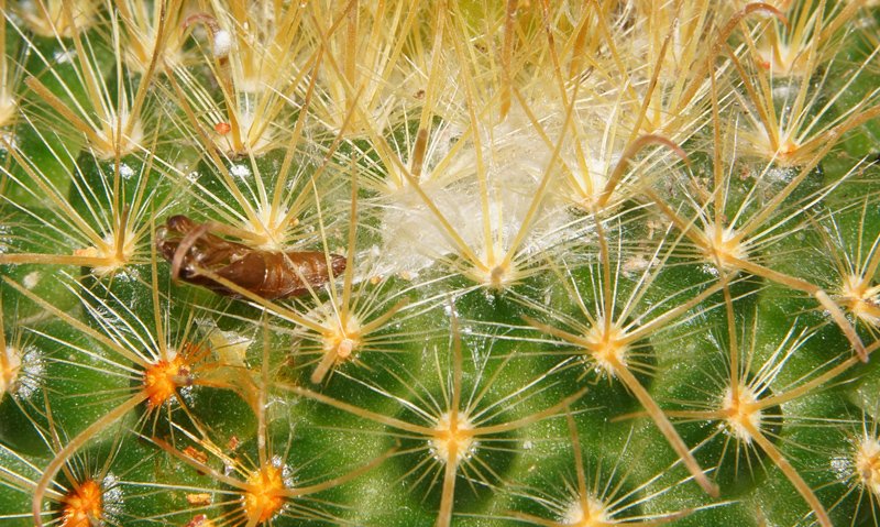 1 of 2 Cocoons on plant