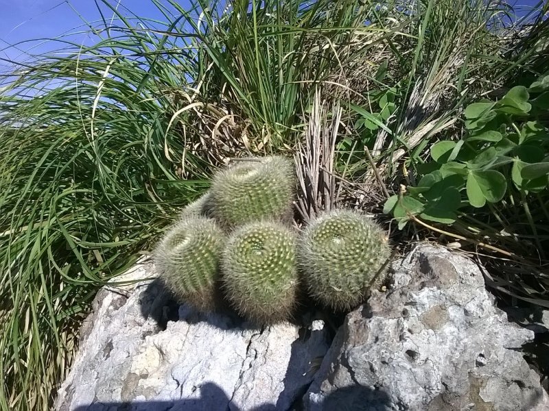 Parodia in habitat.jpg