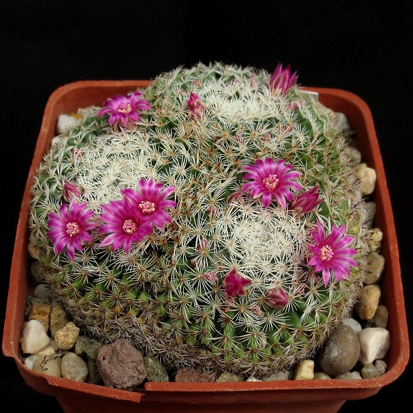 Mammillaria_perbella_265_20160812.jpg